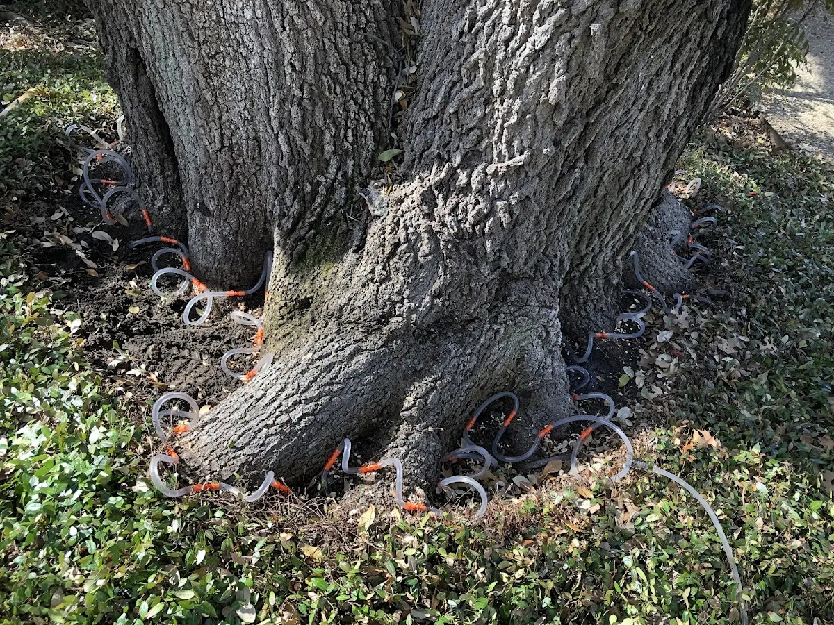 Detailed Tree Cabling and Bracing job site in Kentwood